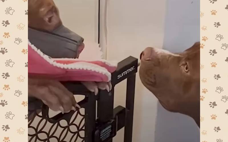 Pitbull resgatada encontra o melhor amigo na sua nova casa pitbull-resgatada-encontra-o-melhor-amigo-na-casa-nova