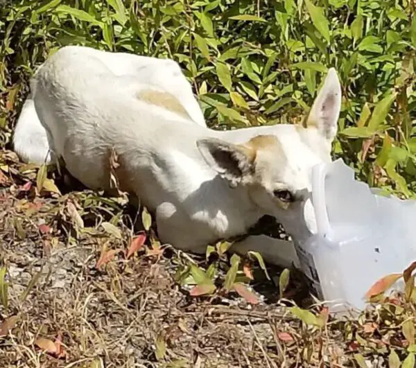 Policial adota cachorra depois de salvá-la do calor extremo policial-adota-cachorra-salva-por-ele-mesmo