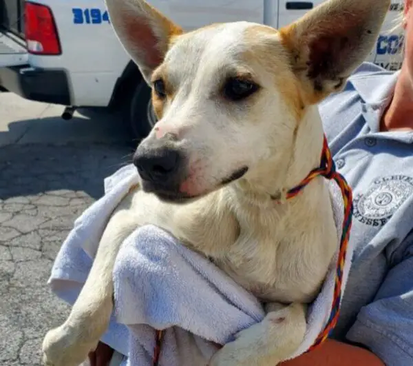 Policial adota cachorra depois de salvá-la do calor extremo policial-adota-cachorra-salva-por-ele-mesmo