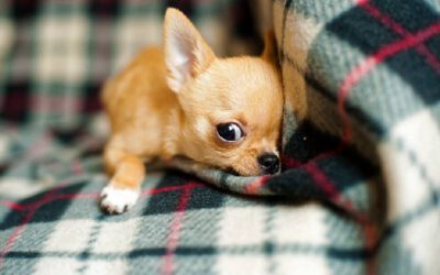 Por que cachorros de raças menores são mais bravos?