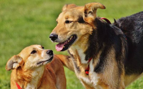 Por que há diferentes tipos de cachorros?