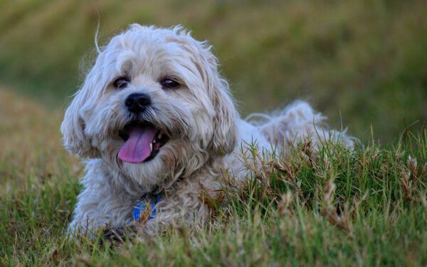 Por que há diferentes tipos de cachorros?