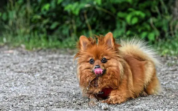 Por que há diferentes tipos de cachorros? Por que há diferentes tipos de cachorros?