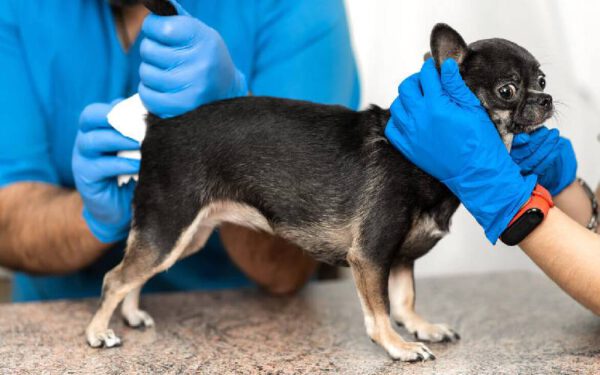 Por que os cachorros arrastam a bunda no chão?