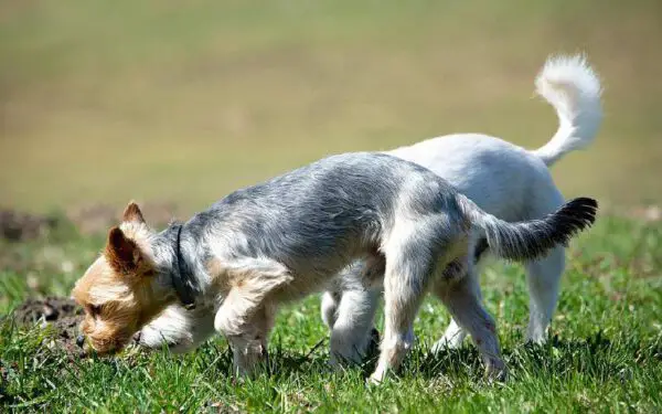 Por que os cachorros cheiram o cocô dos outros cães?