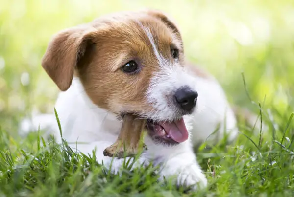 Posso dar osso de boi ou porco para o cachorro roer?