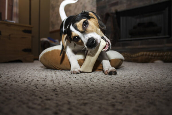 Posso dar osso de boi ou porco para o cachorro roer?