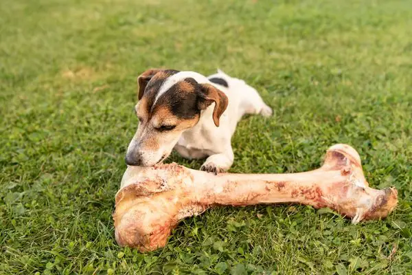 Posso dar osso de boi ou porco para o cachorro roer?