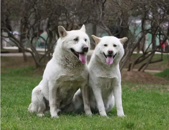 Quais raças de cachorro estão entrando em extinção?