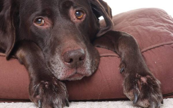Qual remédio pode dar para cachorro com dor?