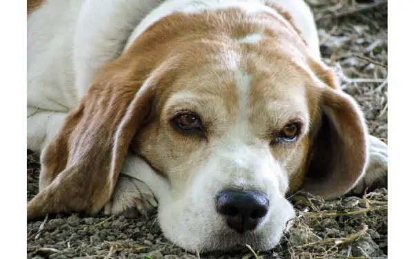 Por quanto tempo vive um cachorro?