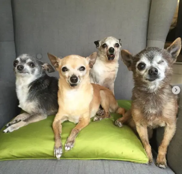 Quatro chihuahuas idosos escapam da eutanásia sendo adotados todos juntos Quatro chihuahuas idosos escapam da eutanásia sendo adotados todos juntos