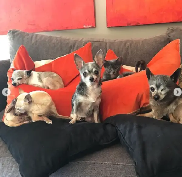 Quatro chihuahuas idosos escapam da eutanásia sendo adotados todos juntos Quatro chihuahuas idosos escapam da eutanásia sendo adotados todos juntos