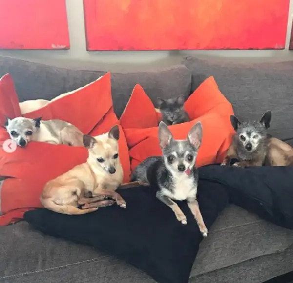 Quatro chihuahuas idosos escapam da eutanásia sendo adotados todos juntos Quatro chihuahuas idosos escapam da eutanásia sendo adotados todos juntos