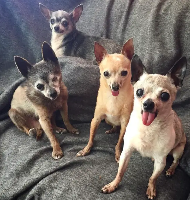 Quatro chihuahuas idosos escapam da eutanásia sendo adotados todos juntos Quatro chihuahuas idosos escapam da eutanásia sendo adotados todos juntos