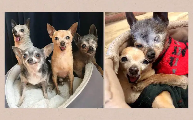 Quatro chihuahuas idosos escapam da eutanásia sendo adotados todos juntos Quatro chihuahuas idosos escapam da eutanásia sendo adotados todos juntos
