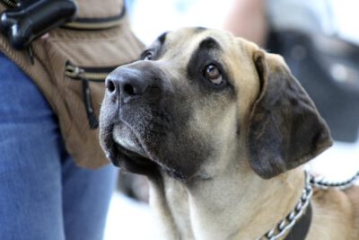 racas-brasileiras-de-cachorros