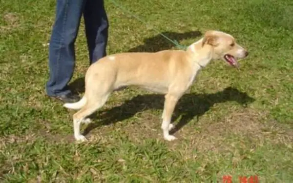 Raças brasileiras de cachorros