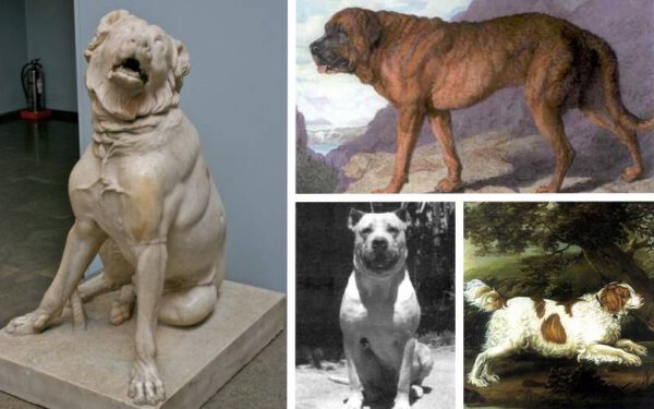 16 raças de cães que não existem mais raças de cães que não existem mais