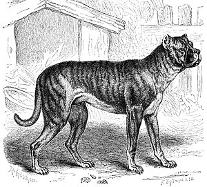 16 raças de cães que não existem mais raças de cães que não existem mais