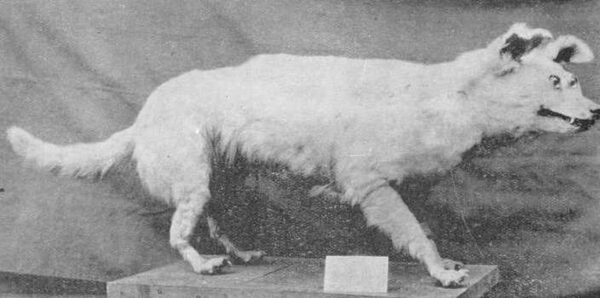 16 raças de cães que não existem mais raças de cães que não existem mais