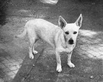 16 raças de cães que não existem mais raças de cães que não existem mais