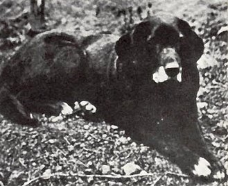 16 raças de cães que não existem mais raças de cães que não existem mais