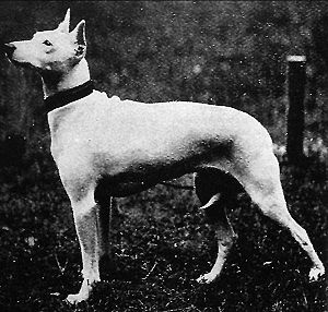 16 raças de cães que não existem mais raças de cães que não existem mais