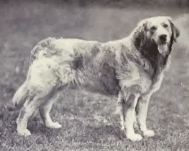 raças de cães que não existem mais