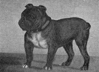 16 raças de cães que não existem mais raças de cães que não existem mais