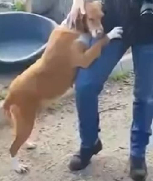 Repórter vai a abrigo para uma matéria e sai de lá com um amigo adotado Repórter vai a abrigo para uma matéria e sai de lá com um amigo adotado