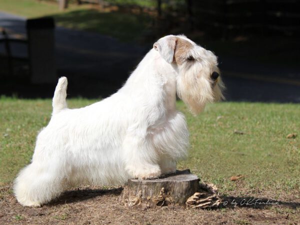 Quais raças de cachorro estão entrando em extinção?