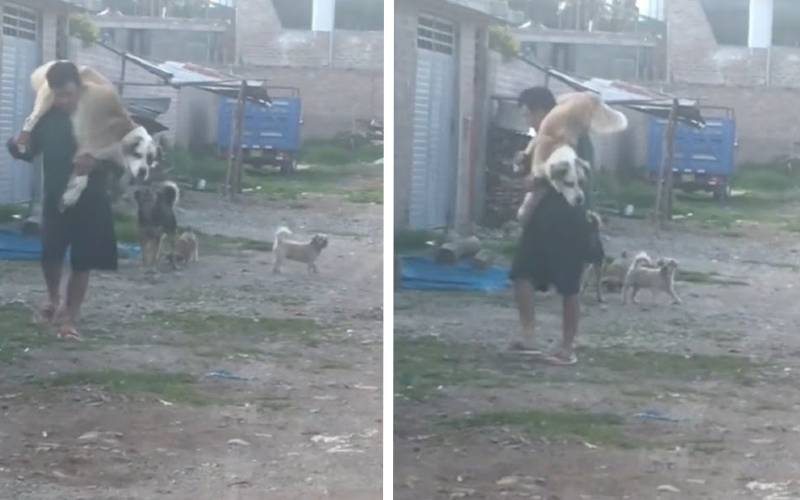 Homem coloca seu cachorrão nas costas para que nenhum outro o machucasse
