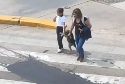 Cachorrinha com medo de atravessar a rua é levado pela pata por sua mãe