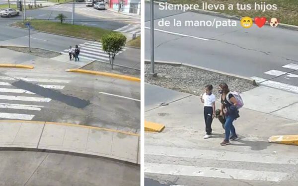 Cachorrinha com medo de atravessar a rua é levado pela pata por sua mãe Cachorrinha com medo de atravessar a rua é levado pela pata por sua mãe