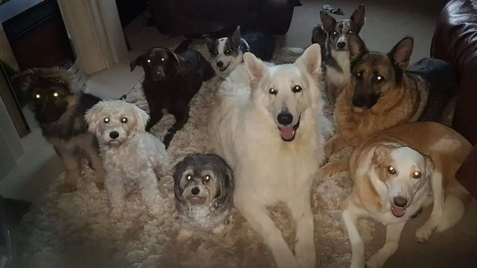 Mulher consegue a façanha de colocar 17 cães e gatos parados para tirar uma foto um-retrato-de-familia-com-17-caes-e-gatos