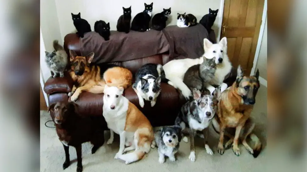 Mulher consegue a façanha de colocar 17 cães e gatos parados para tirar uma foto um-retrato-de-familia-com-17-caes-e-gatos