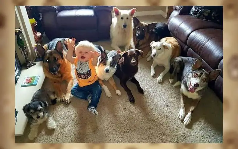 Mulher consegue a façanha de colocar 17 cães e gatos parados para tirar uma foto um-retrato-de-familia-com-17-caes-e-gatos