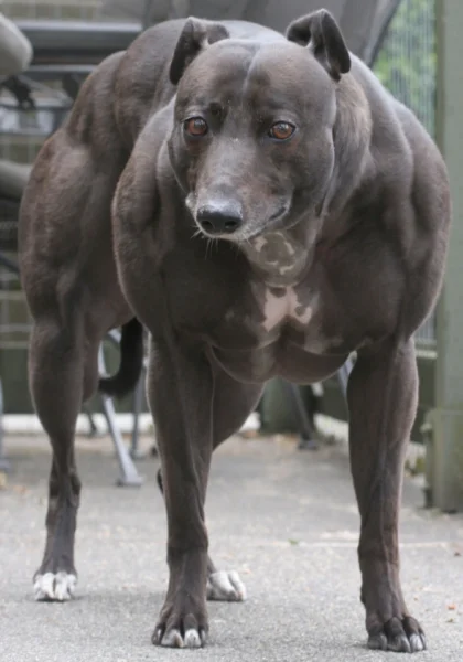 Qual é o cachorro mais musculoso do mundo?