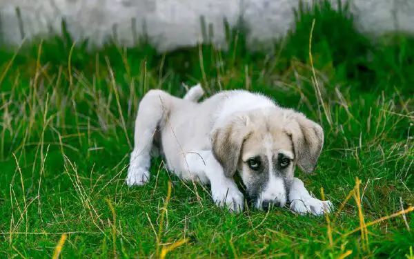 Cachorro com tosse e engasgo: o que pode ser?