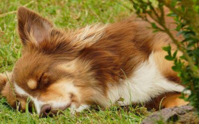 Cachorro-pode-dormir-no-quintal