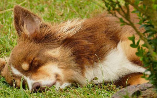Cachorro pode dormir no quintal?