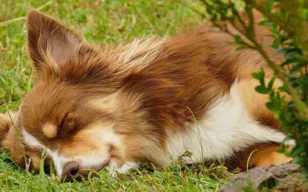 Cachorro pode dormir no quintal?