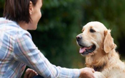 cachorro-que-nao-obedece-como-resolver-o-problema