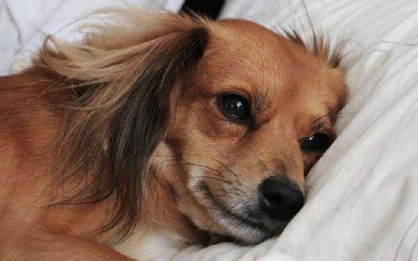 Cachorros podem dormir na cama dos tutores? Cachorros-podem-dormir-na-cama-dos-tutores