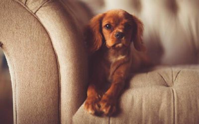Como ensinar o cachorro a não subir no sofá