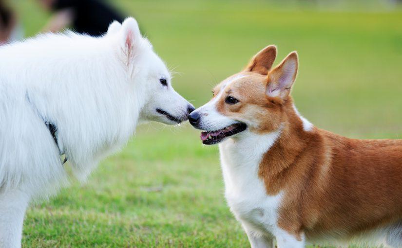 dicas-para-apresentar-dois-cachorros