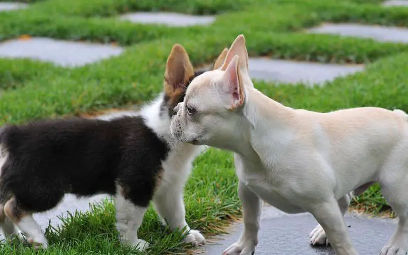 dicas-para-apresentar-dois-cachorros