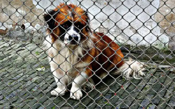 É proibido ter cachorro na Coreia do Norte?