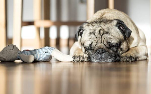 Faz mal para o cachorro dormir no chão?